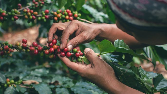 Sustainable coffee harvest