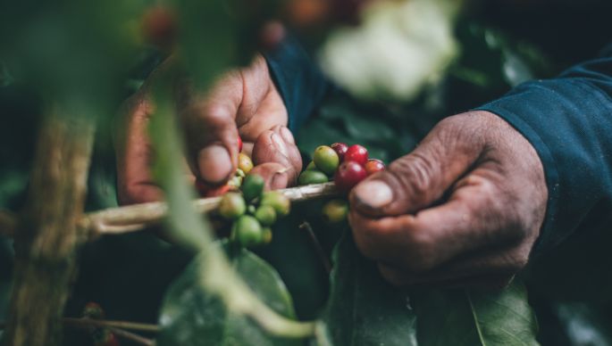 harvesting coffee