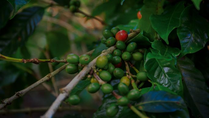 coffee cherries on plant