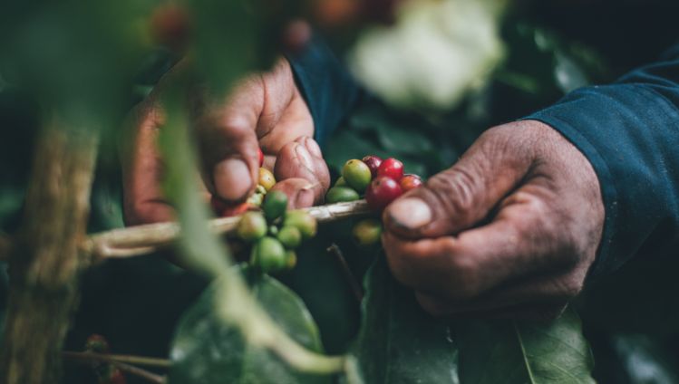 Harvesting coffee