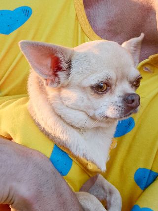 Emmi CAFFÈ LATTE Be Ready Character Rex