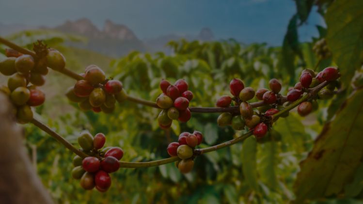 View over coffee plants