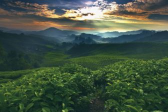 view over coffee bushes with mountains in background