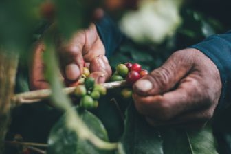 hands picking coffee