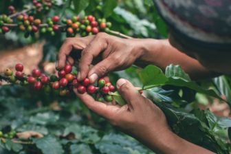 person picking red coffee cherries