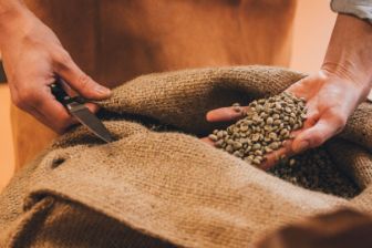 person checking coffee quality