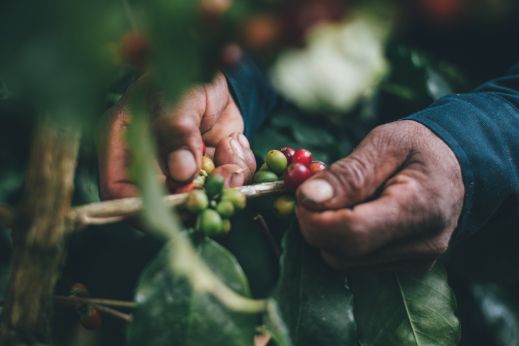 harvesting coffee