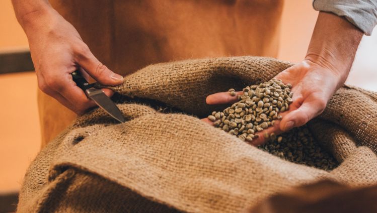 person checking coffee quality